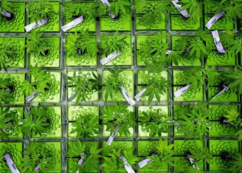 Cannabis Banking Options