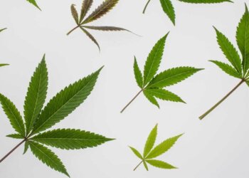 cannabis industry Medical Marijuana