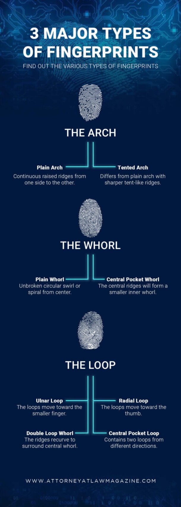 3 Major Types Of Fingerprints Find Out The Various Types Of 