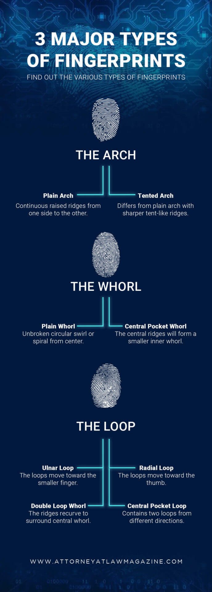 ulnar loop vs radial loop fingerprint