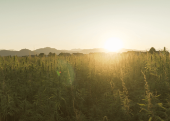 hemp