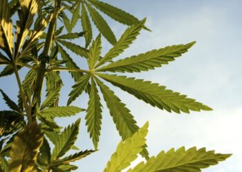 Worst-Case Scenario Realized: Federal Lawsuit Against Hemp Companies