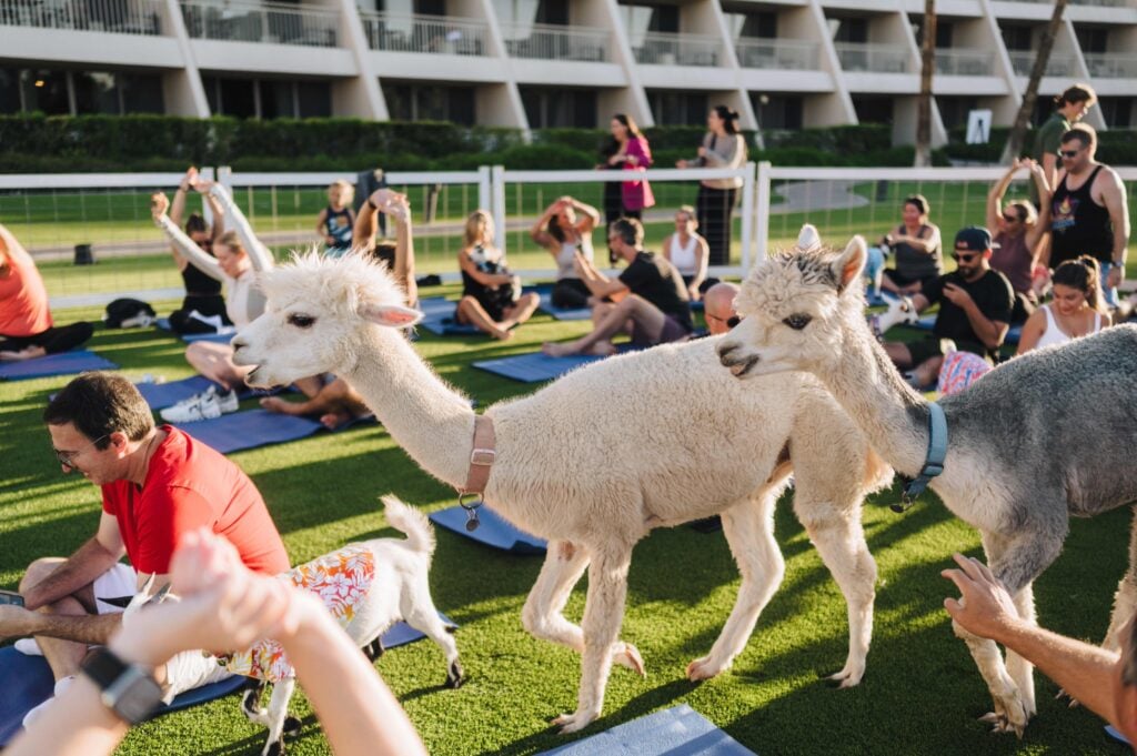 Goat Yoga at the PIMCon conference