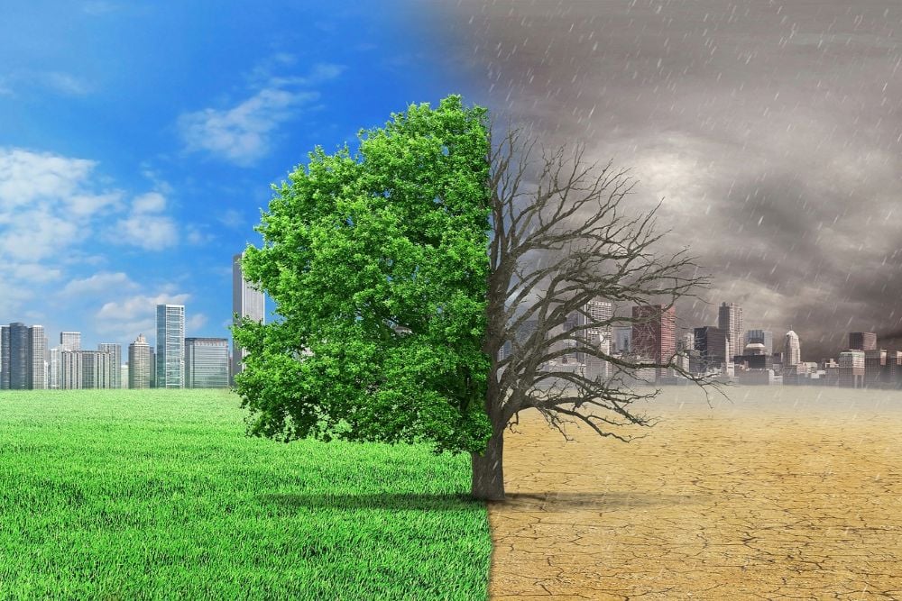 Climate Cases